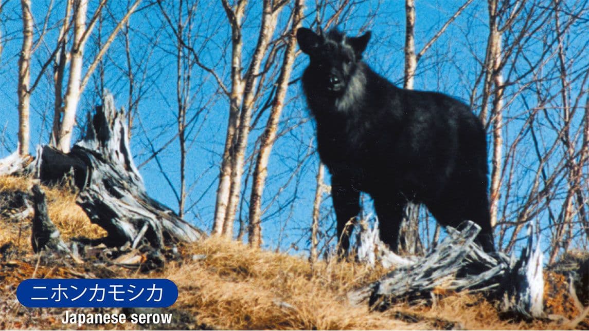 ニホンカモシカ(Japanese serow)