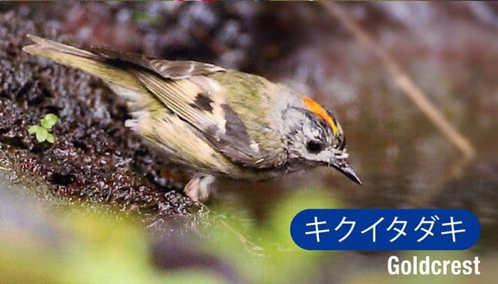 キクイタダキ(Goldcrest)