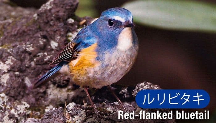 ルリビタキ(Red-flanked bluetail)