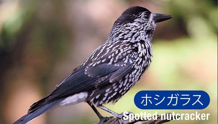 ホシガラス(Spotted nutcracker)