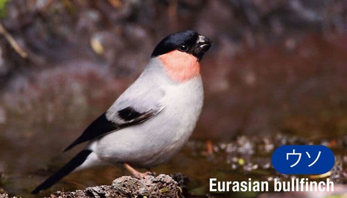 ウソ(Eurasian bullfinch)