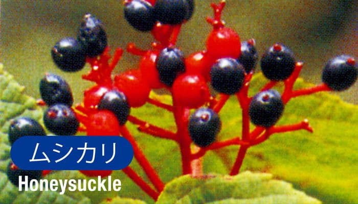 ムシカリ（Honeysuckle）