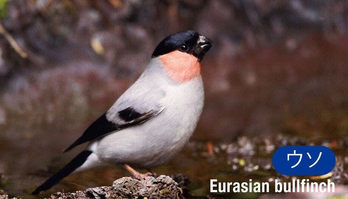 ウソ(Eurasian bullfinch)