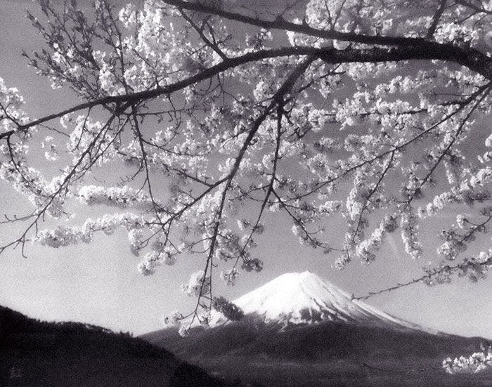 富士山と桜（忍野村）
