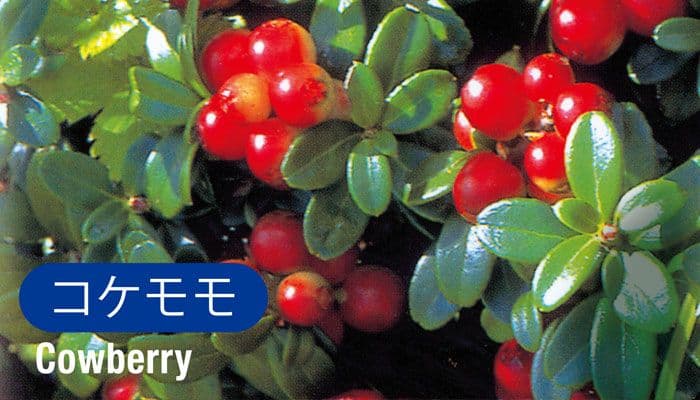 コケモモ(Cowberry)
