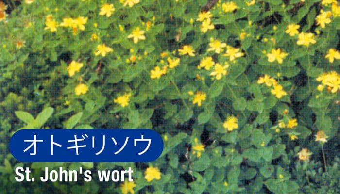 オトギリソウ(St.Jhon's wort)