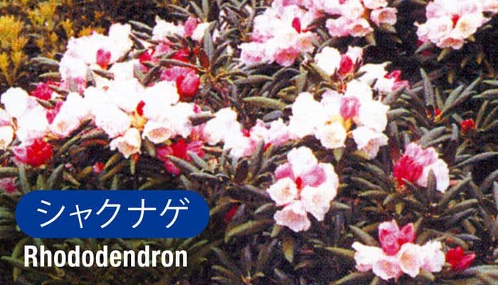 石楠花(Rhododendron)