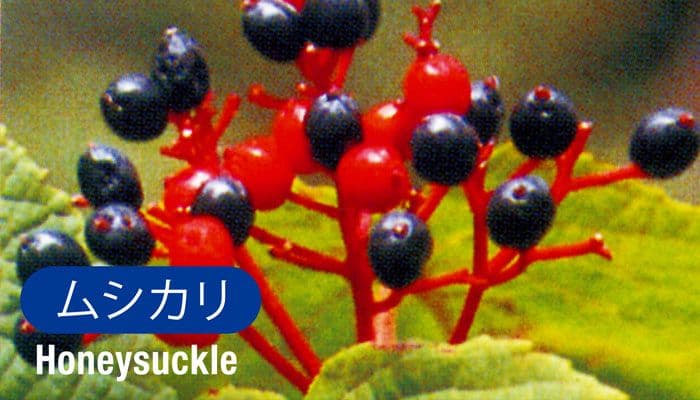 ムシカリ(Honeysuckle)